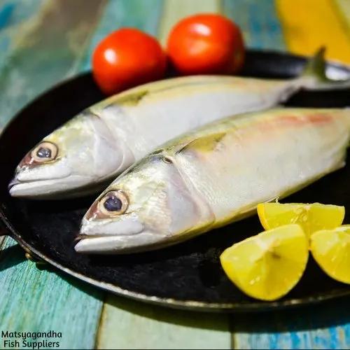 Mackerel Fish